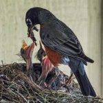 A male American robin feeds four chicks in this photo shared Monday, June 15. (Courtesy Photo | Kenneth Gill, gilfoto)