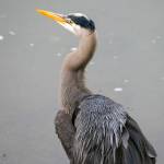 A great blue heron stands near the Auke Bay Ferry Terminal. (Courtesy Photo | Kenneth Gill, gillfoto)