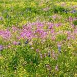 The blooming wildflowers in Cowee meadow resemble a Monet painting on May 30. (Courtesy Photo | Denise Carroll)