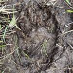 Bear cub paw print can be seen in the mud in Cowee Meadow on May 30. (Courtesy Photo | Denise Carroll)