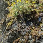 Hardy buttercups survive harsh weather on June 12 on a large Dupont Beach rock. (Courtesy Photo | Denise Carroll)