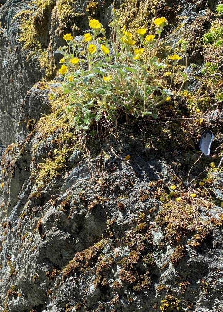 Hardy buttercups survive harsh weather on June 12 on a large Dupont Beach rock. (Courtesy Photo | Denise Carroll)