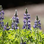 Sunlight illuminates lupine near Lemon Creek, Juneau, Alaska. (Courtesy Photo | Kenneth Gill, gillfoto)
