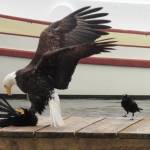 A bald eagle reacts after being harassed while eating a fish in Tee Harbor, Friday, June 19. (Courtesy Photo | David Athearn)
