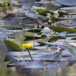 Yellow lilies were seen June 2, 2020 along Dredge Lake trails. (Courtesy Photo | Carolyn Kelley)