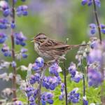 A Lincolns sparrow sings with Lupine on the Mendenhall Wetlands. (Courtesy Photo | Kenneth Gill, gilfoto)