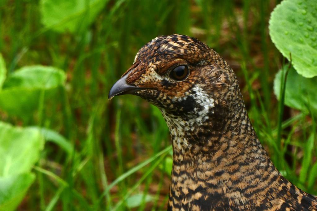 A sooty grouse seen in Half Moon Meadow. (Courtesy Photo | Denise Carroll)