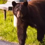 A bear walks near Mendenhall Glacier. (Courtesy Photo | Eston Jennings)