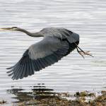 A great blue heron takes off near Tenakee Springs. (Courtesy Photo | Kenneth Gill, gillfoto)