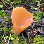 This photo shows a jelly mushroom near Sandy Beach.(Courtesy Photo/Deana Baraja)