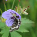 A geranium and friend are seen in this July 11 photo. (Courtesy Photo | Carolyn Kelley)