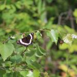 A white admiral butterfly lands on a branch in this July 11 photo. (Courtesy Photo | Carolyn Kelley)                                A white admiral butterfly lands on a branch in this July 11 photo. (Courtesy Photo | Carolyn Kelley)