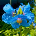 A Himalayan poppy grows in Glacier Avenue garden on July 2, 2020. (Courtesy Photo | Denise Carroll)