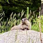 A hoary marmot lounges along Fish Creek Road on July 2, 2020. (Courtesy Photo | Denise Carroll)