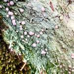 Pink fairy barf is the fruity body of this pale green lichen growing on a rotting stump on the Mount Roberts Tram trail on July 8, 2020. (Courtesy Photo | Denise Carroll)