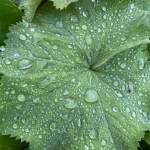 A ladys mantle leaf catches morning raindrops on July 11, 2020. (Courtesy Photo | Denise Carroll)