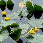 Yellow pond lilies are in full bloom on Auke Lake on July 11, 2020. (Courtesy Photo | Denise Carroll)