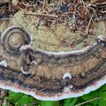 Bear bread, also known as bracket fungi, grows within the wood of living or dead trees as seen on the bluff trail, North Douglas on July 24, 2020. (Courtesy Photo/Denise Carroll)