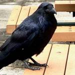 A raven waits at a downtown picnic table for someone to offer a tidbit, July 27, 2020. (Courtesy Photo / Denise Carroll)