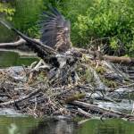 An immature bald eagle dries its plumage over a beaver dam in Steep Creek. Courtesy Photo | Kenneth Gill, gillfoto)
