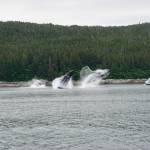 I was heading south toward Angoon with my son and grandson when we were treated to this amazing show, writes Paul Taintor of this photo showing multiple whales breaching. (Courtesy Photo | Paul Taintor)