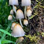 Mushrooms were seen during a July 25 hike along Perseverance Trail. (Courtesy Photo / Deana Barajas)                                Mushrooms were seen during a July 25 hike along Perseverance Trail. (Courtesy Photo / Deana Barajas)