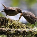 Pacific wren feeds a fledgling in Dredge Lakes in late July. (Courtesy Photo / Linda Shaw)