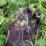 Young Porcupine feeds in meadow of Steep Creek, by the Mendenhall Glacier on July 16, 2020. (Courtesy Photo | Kenneth Gill, gillfoto)