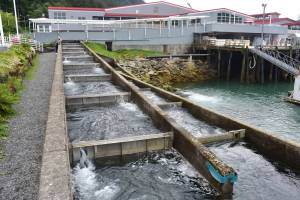 Some salmon return, but ‘not nearly enough’