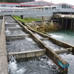 The fish ladder at the Douglas Island Pink and Chum Hatchery on Channel Drive in Juneau on Monday, July 13, 2020. Some chum salmon have returned to the hatchery but not nearly enough. DIPAC is moving fish from Amalga Harbor to boost their broodstock, but local fishermen are left taking what they can get just to cover costs. (Peter Segall | Juneau Empire)