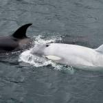 Rare white killer whale spotted in Southeast