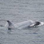 Tluk, a juvenile orca with white pigmentation swims near Petersburg, Aug. 6. Researchers arent sure whats causing Tluks skin to be so white-colored and are hoping to learn more white killer whales. (Courtesy photo / Stephanie Hayes)