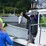 A boat drops off fish to be donated to a scholarship fund for local high school students at the Golden North Salmon Derby weigh station at Don D. Statter Harbor in Auke Bay on Sunday, Aug. 16, 2020. Volunteers for the 74th annual derby said things had been slower than usual this year. (Peter Segall / Juneau Empire)