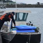Jonathan Gunstrom, lead volunteer for the derby weigh station at the Mike Pusich Douglas Harbor puts a fish into an ice container during the 74th annual Golden North Salmon Derby on Sunday, Aug. 16, 2020. All fish caught in the derby are donated to Alaska Glacier Seafoods and the proceeds contributed to a scholarship fund. (Peter Segall / Juneau Empire)
