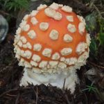 A mushroom, identified by Gary Miller as a toxic Amanita, seen along the Eagle Glacier Trail on Aug. 21, 2020. (Courtesy Photo / Gary Miller)