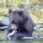 A brown bear feeds on salmon at Sweetheart Creek. (Courtesy Photo / Tom Matthews)