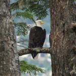 An eagle sits in a tree overlooking Juneau in this photo shared on Sept. 3, 2020. (Courtesy Photo / Tom Matthews)