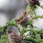 This photo shows a trio of Golden Crowned Sparrows seen somewhere Out the Road. (Courtesy Photo / Kenneth Gill, gillfoto)