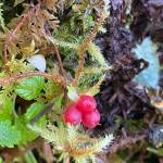 This photo shows a trailing raspberry at the Vista Creek shelter on Sept. 5, 2020. (Courtesy Photo / Deana Barajas)