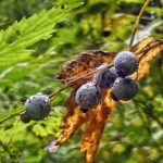 Stink currants as seen on Salmon Creek Dam Trail on Aug. 22, 2020. (Courtesy Photo / Deana Barajas)                                Stink currants as seen on Salmon Creek Dam Trail on Aug. 22, 2020. (Courtesy Photo / Deana Barajas)