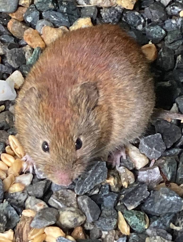 Finding spilled chicken feed makes a vole happy on Sept. 3, 2020. (Courtesy Photo / Deborah Rudis)