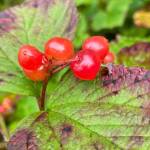 Dewy high bush cranberries glisten along the Auke Nu trail on Aug. 19, 2020. (Courtesy Photo / Denise Carroll)