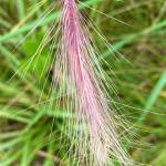 The feathery look of Foxtail along the airport dike trail on Aug. 23, 2020. (Courtesy Photo / Denise Carroll)