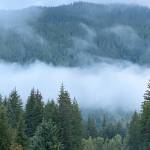 A layer of fog like cotton batting settles over Herbert River along the Windfall Lake Trail on Sept. 4, 2020. (Courtesy Photo / Denise Carroll)