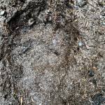 A large bear print is seen in the mud along Windfall Lake trail on Sept. 4, 2020. (Courtesy Photo / Denise Carroll)