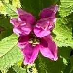 Fuchsia-colored turtlehead blooms in September In a downtown garden on Sept. 14, 2020. (Courtesy Photo / Denise Carroll)