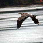 This heron, seen on Sept. 4, 2020, has been camping in front of Spaulding Beach condos. (Courtesy Photo / Carolyn Kelley)