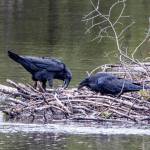 Ravens share Sockeye salmon on beaver dam; Steep Creek by the Mendenhall Glacier. (Courtesy Photo / Kenneth Gill, gillfoto)
