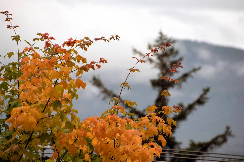 A maple tree changes colors during autumn on Sept. 2, 2020. (Courtesy Photo / Kenneth Gill, gillfoto)