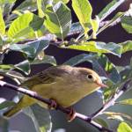 An immature yellow warbler perches by Steep Creek on Sept. 10, 2020. (Courtesy Photo / Kenneth Gill, gillfoto)